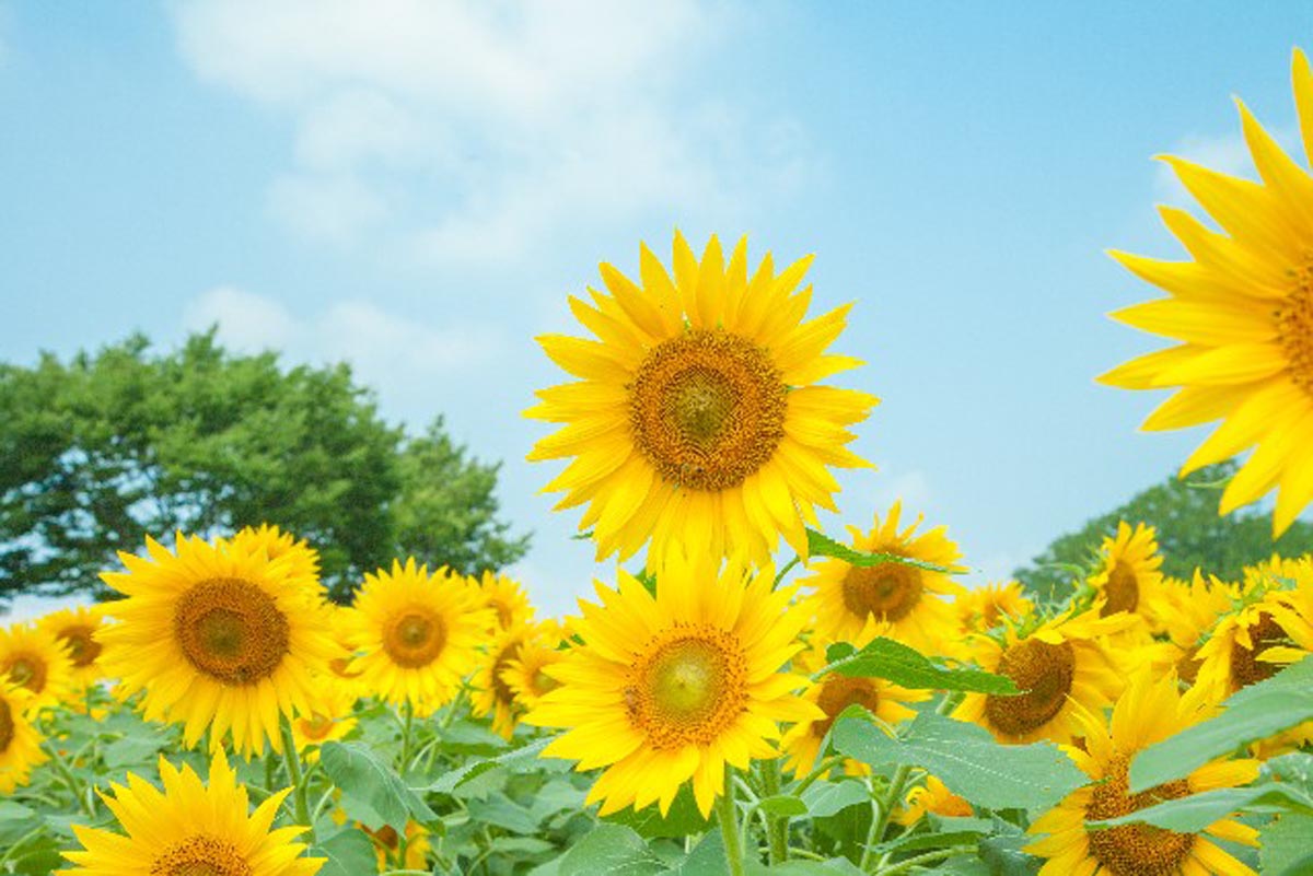 いよいよ梅雨明けが近づき、厳しい暑さを予感させる日が多くなりました。