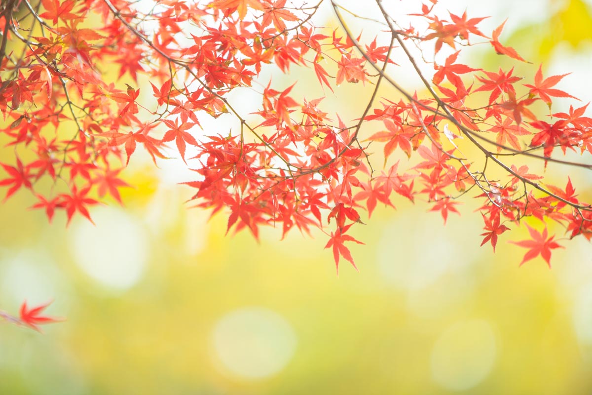 新たな年の気配を感じ始める 感謝の季節がやってきました